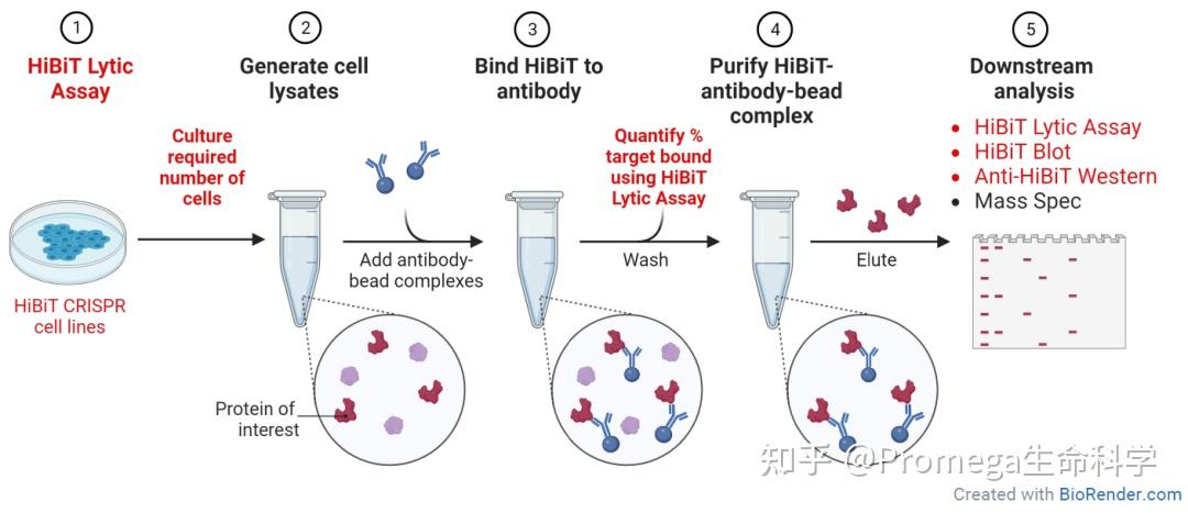 Hibit Detect 突破表位标签局限 | Anti-HiBiT抗体解锁低丰度内源蛋白检测新方案 - 知乎