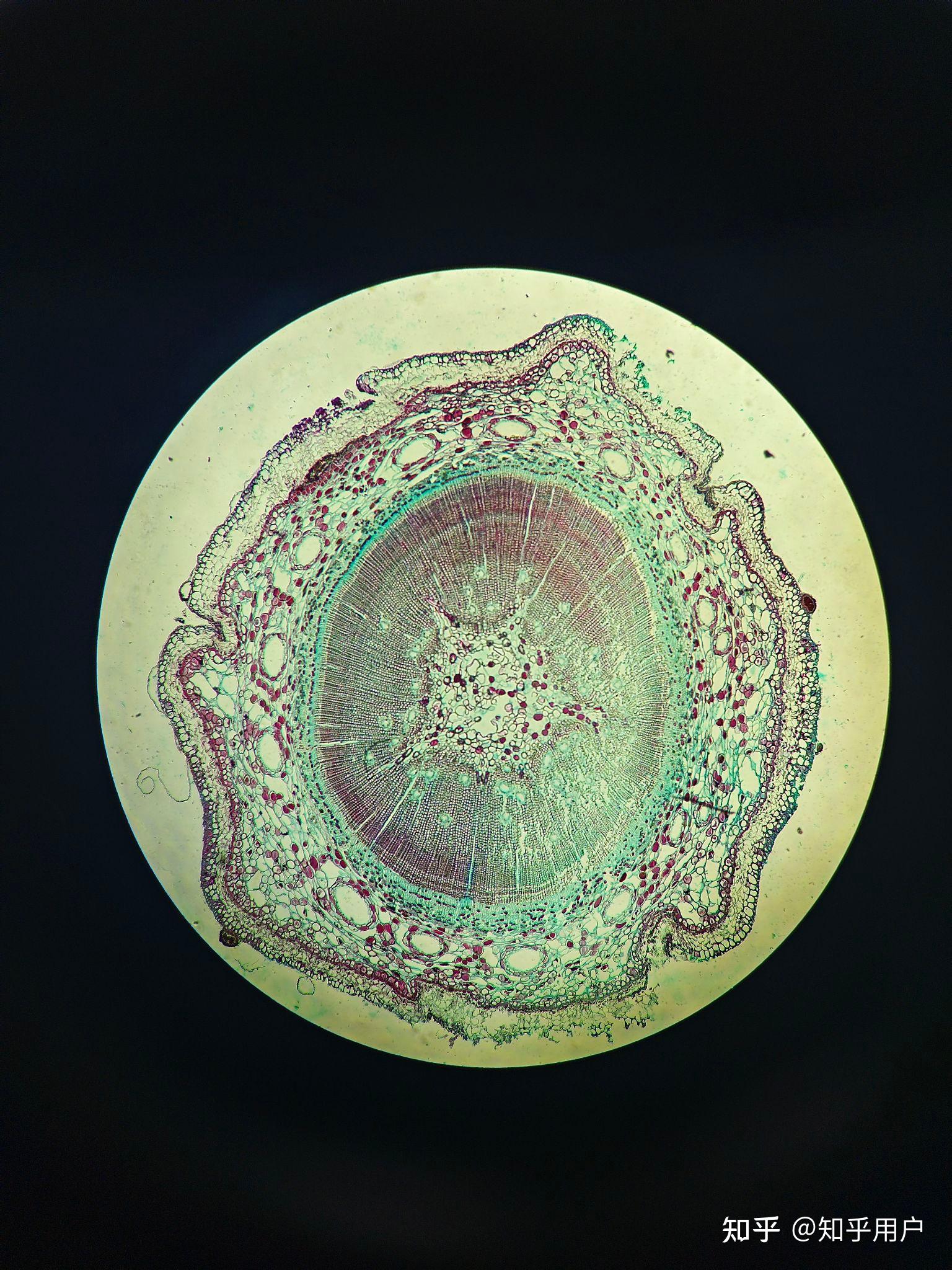 可以分享一些好看的照片吗