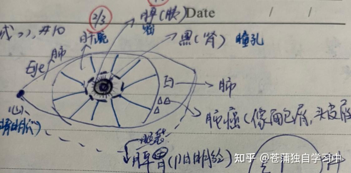 学中医/黄帝内经:诸脉者,皆属于目→目诊 - 知乎