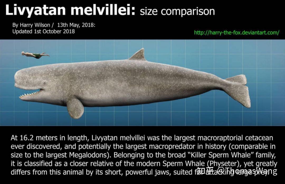 梅氏利维坦鲸鱼图片