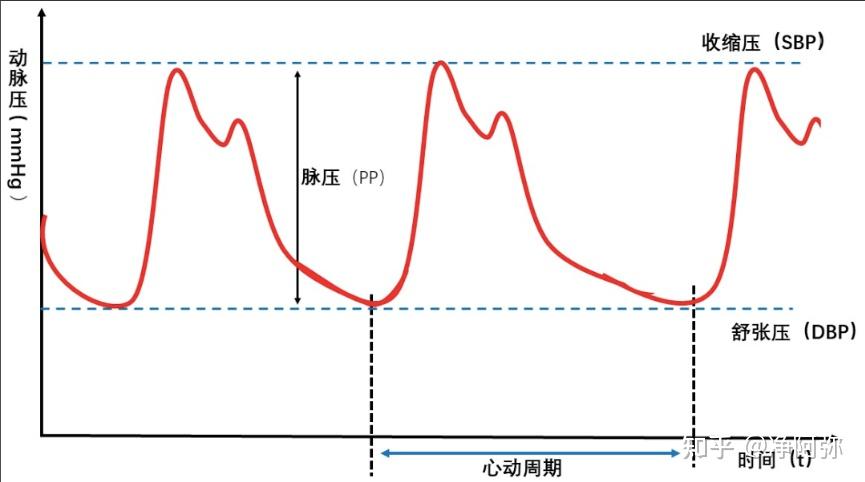 血压曲线正常人图片