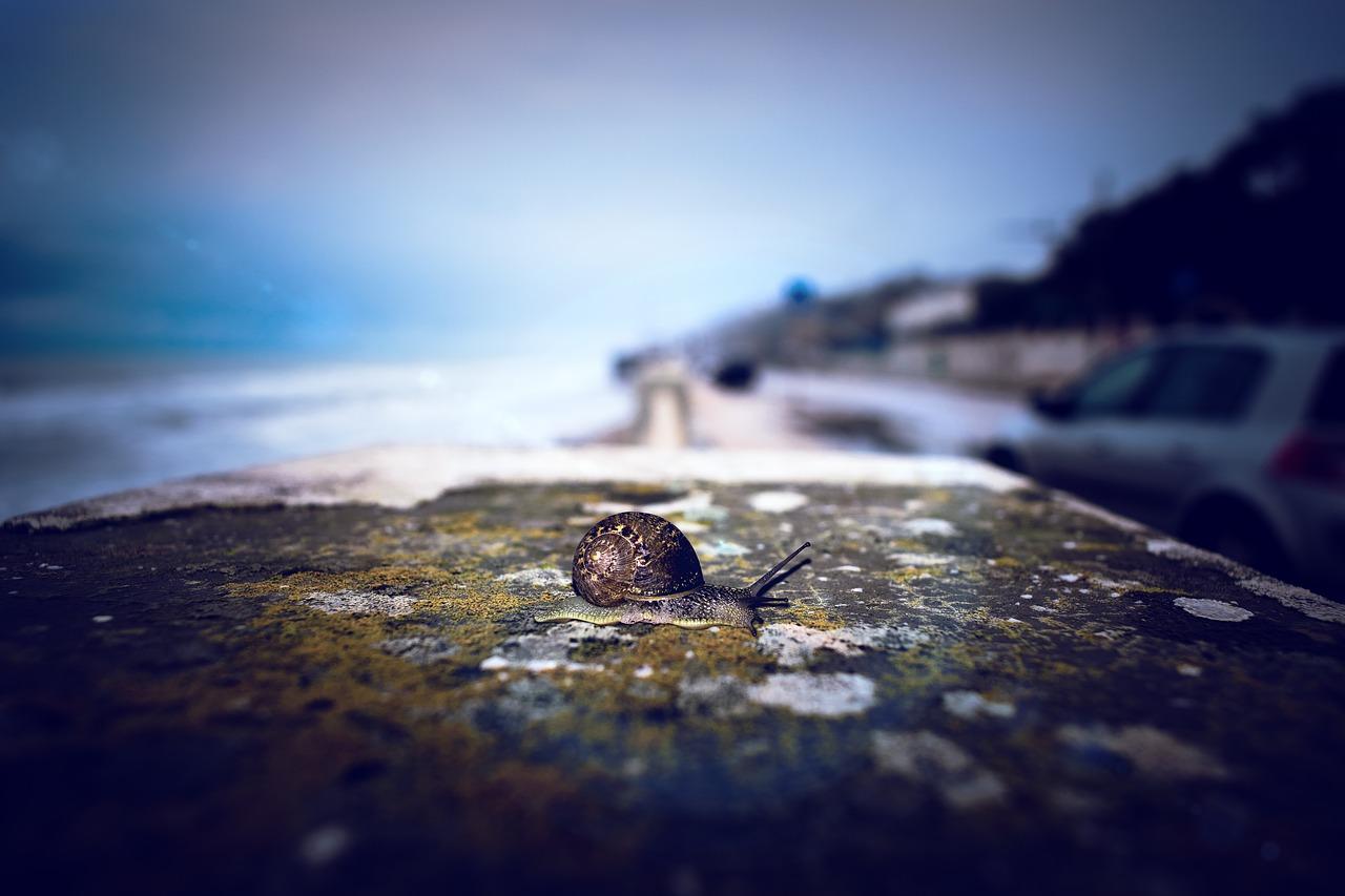 悠然漫步,蜗牛速度