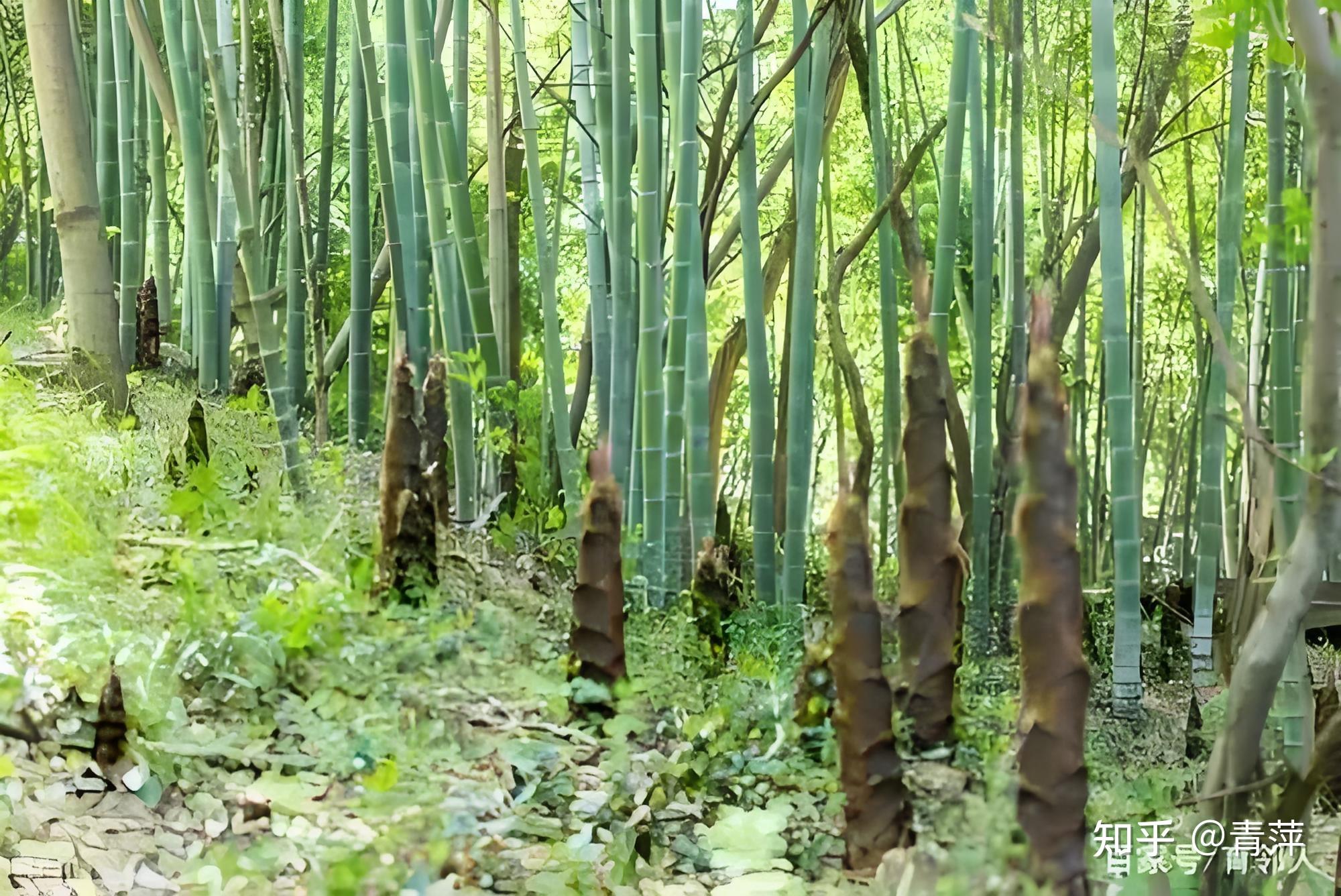 风吹竹海图片