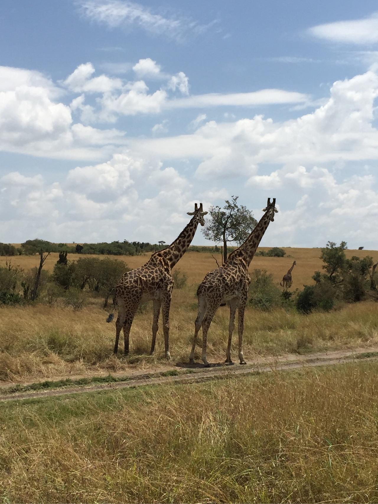 去肯尼亚旅行是一种什么体验?