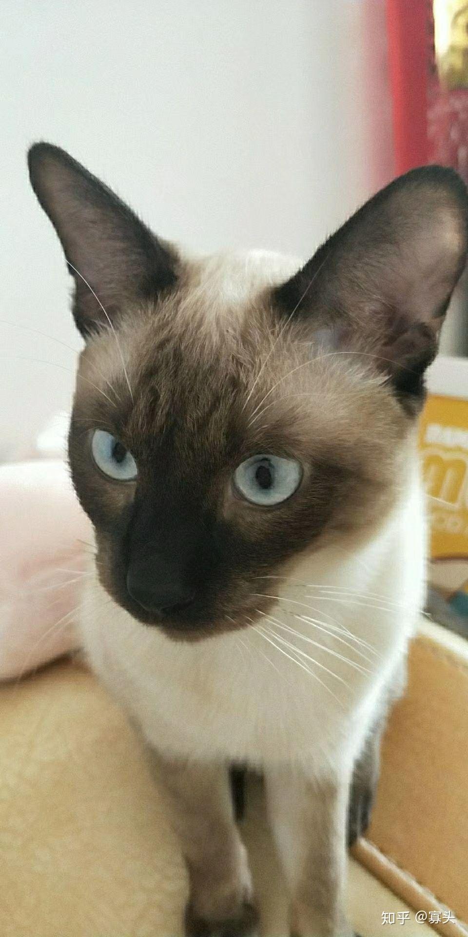 暹罗猫 为什么眼睛蓝的程度不一样? 