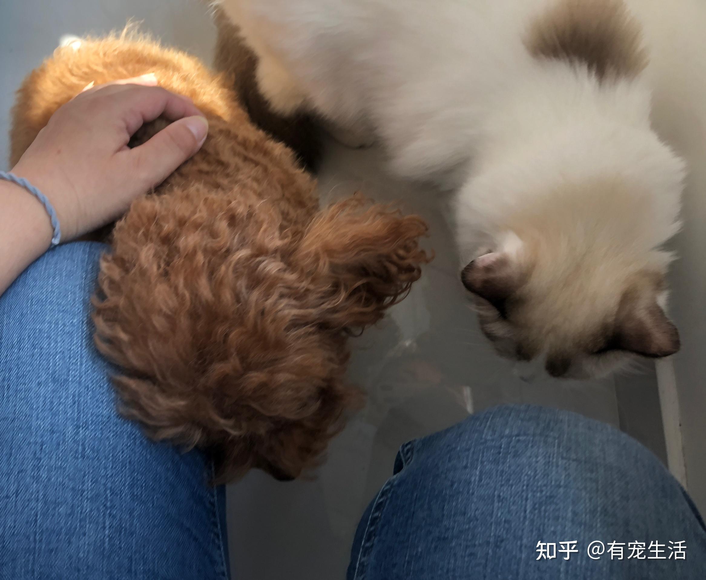 训练狗狗之前都要准备什么？ - 知乎