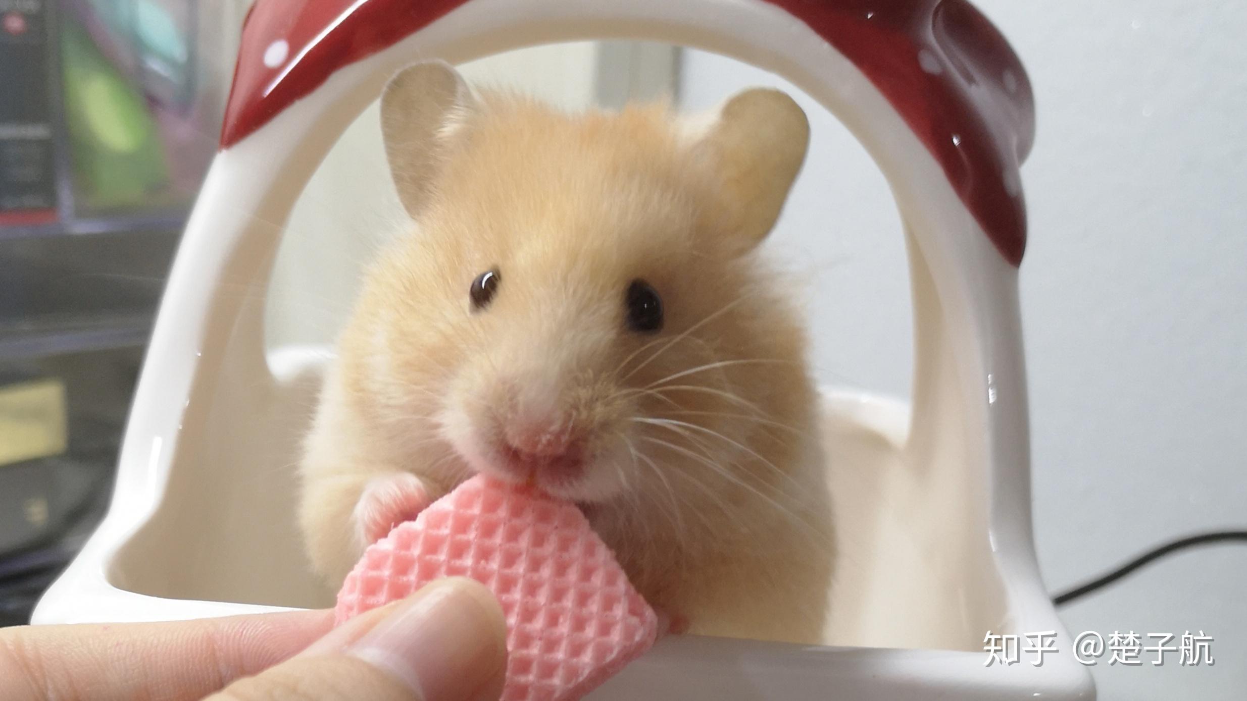 金丝熊包子脸是什么意思