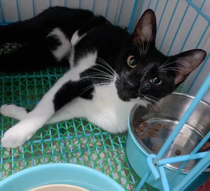 养猫一定要看,超全的新手养猫注意事项! - 知乎