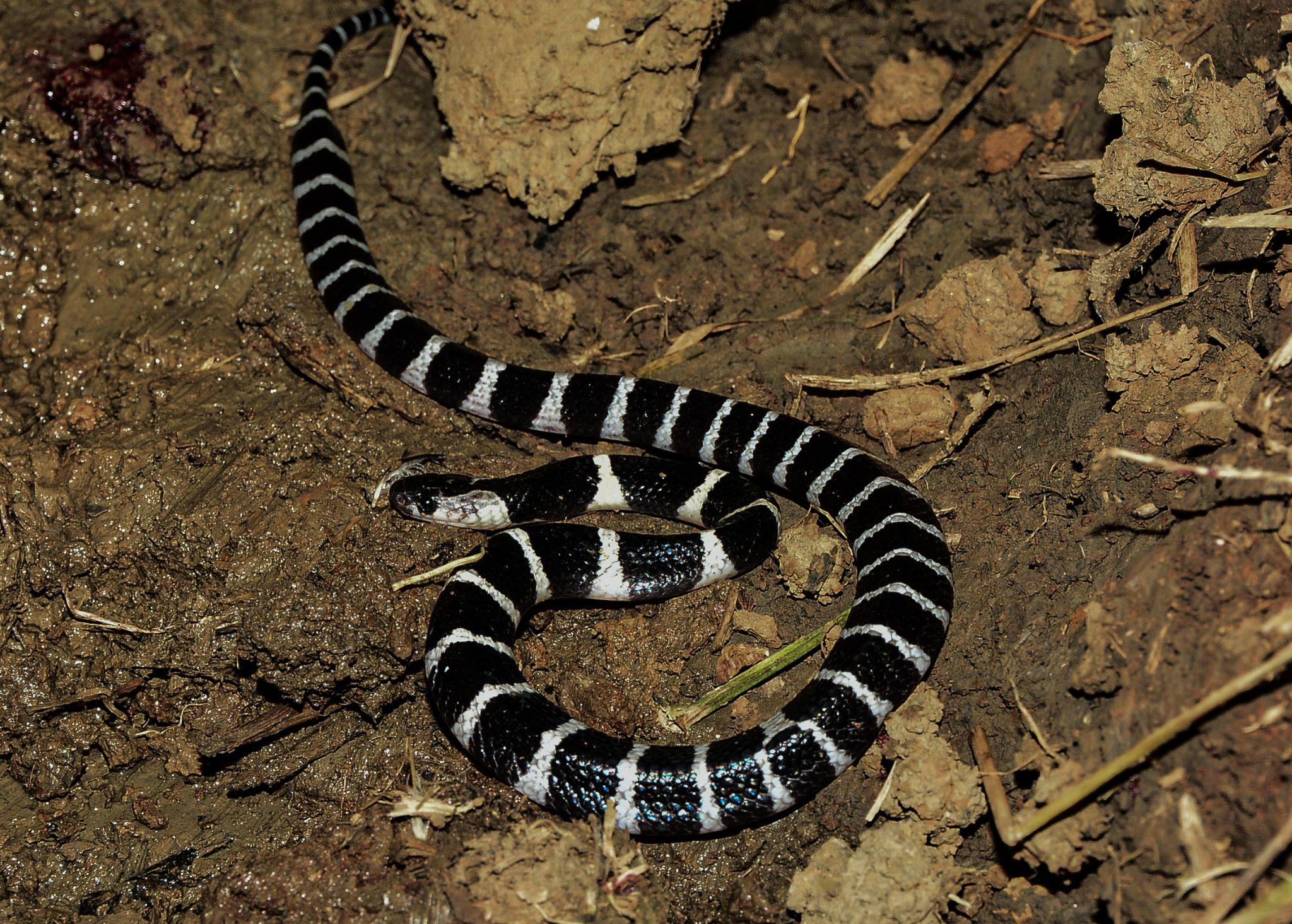 眼镜王蛇和银环蛇身上都有白色条纹该如何分辨是银环蛇还是小眼镜王蛇