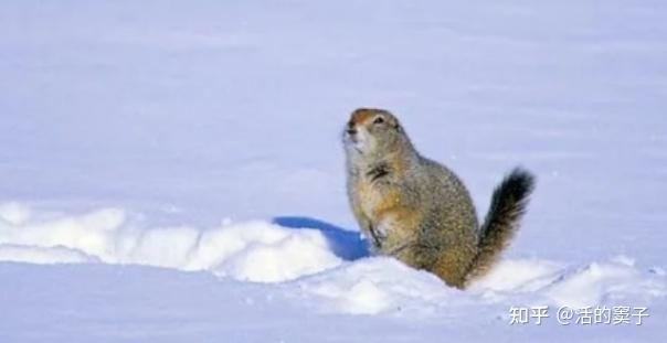 当我们回顾北极地松鼠冬眠期间的头脑活动时,感叹于自然界的神秘奇观