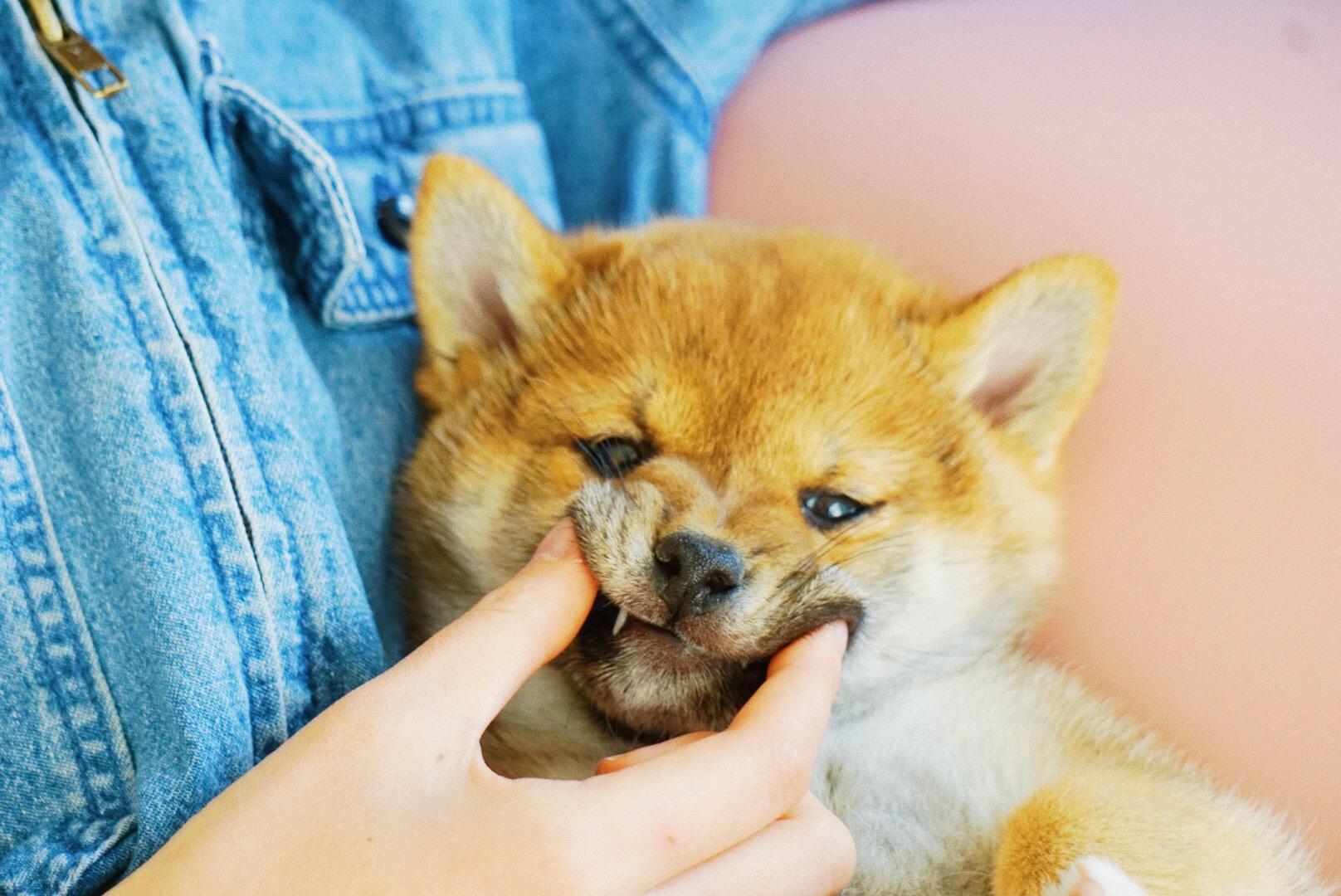 柴犬为啥总会赖着拉不走看到微博图片好多这种doge脸都被拉到变形了