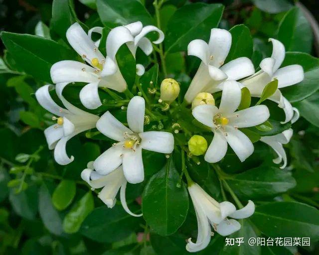 7种“香水花”，养一盆满屋生香，开花180天，好看又贵气 - 知乎