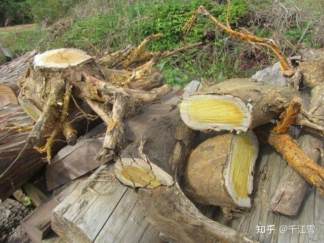 柘树 - 知乎