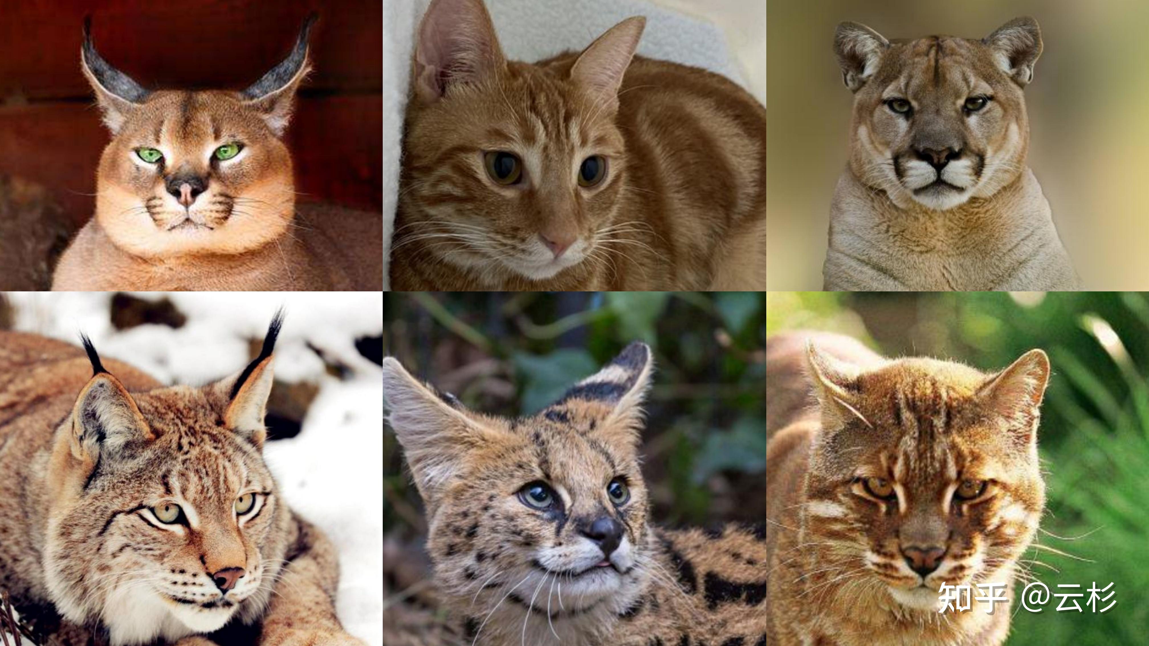 为什么猫和老虎长得那么像? - 知乎