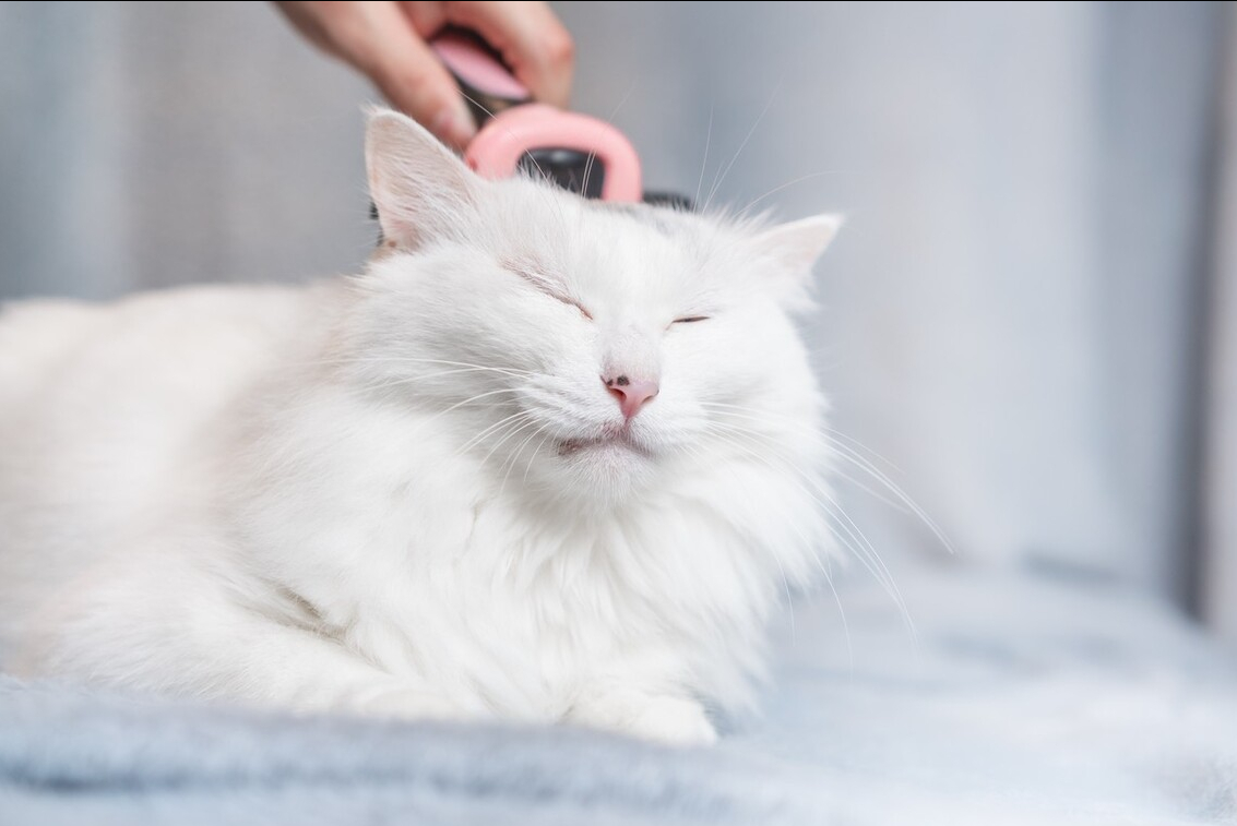 猫咪发情怎么办? - 知乎