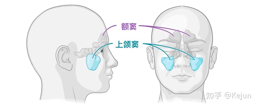人体解剖学基础——鼻子篇 - 知乎