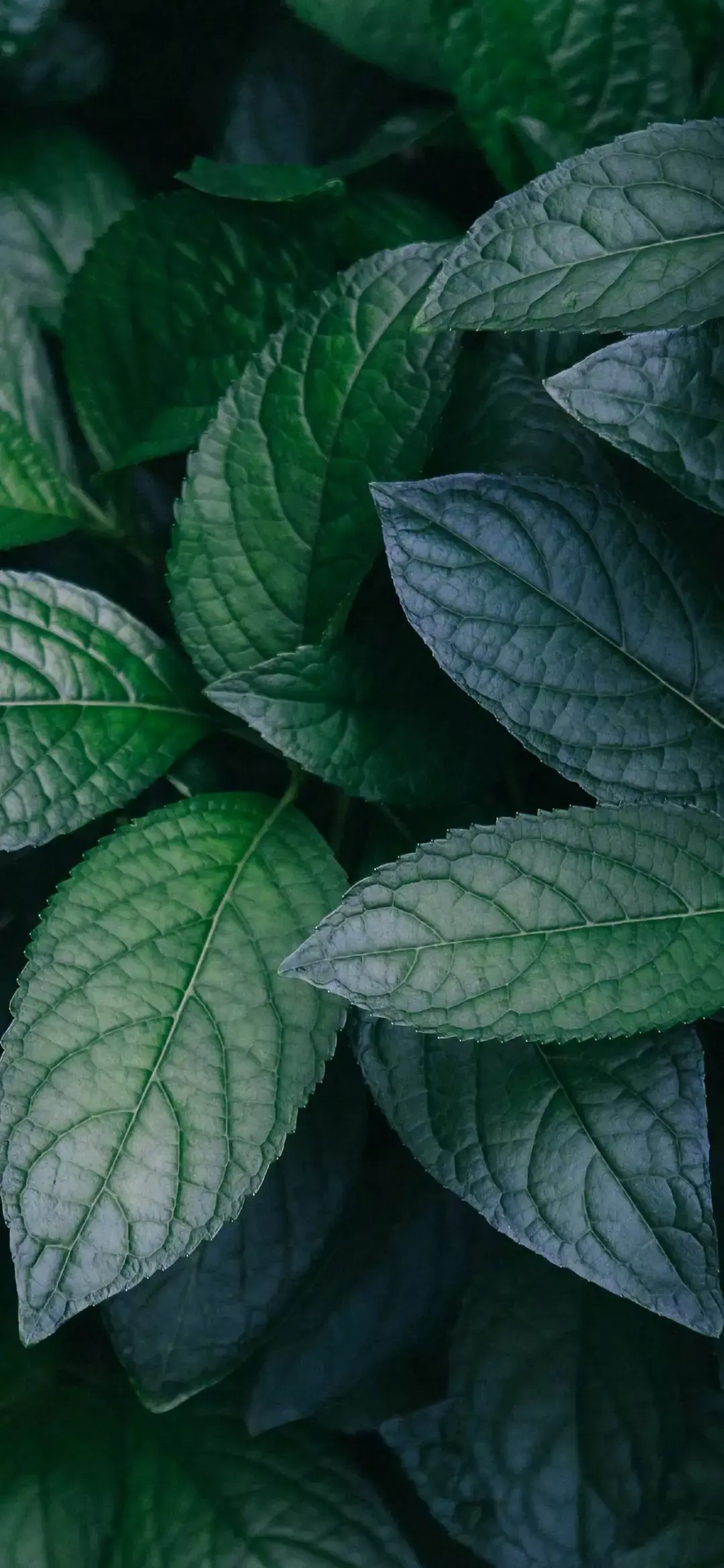 有什么保护眼睛的手机壁纸求推荐