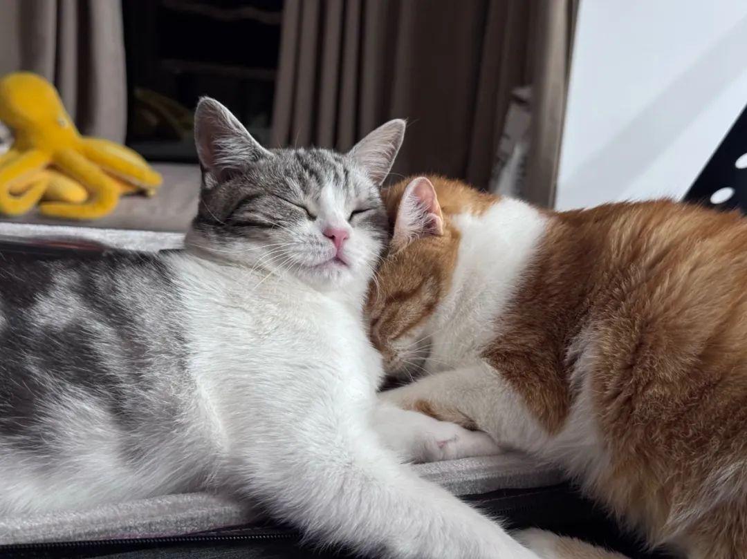 最近在养猫 - 知乎