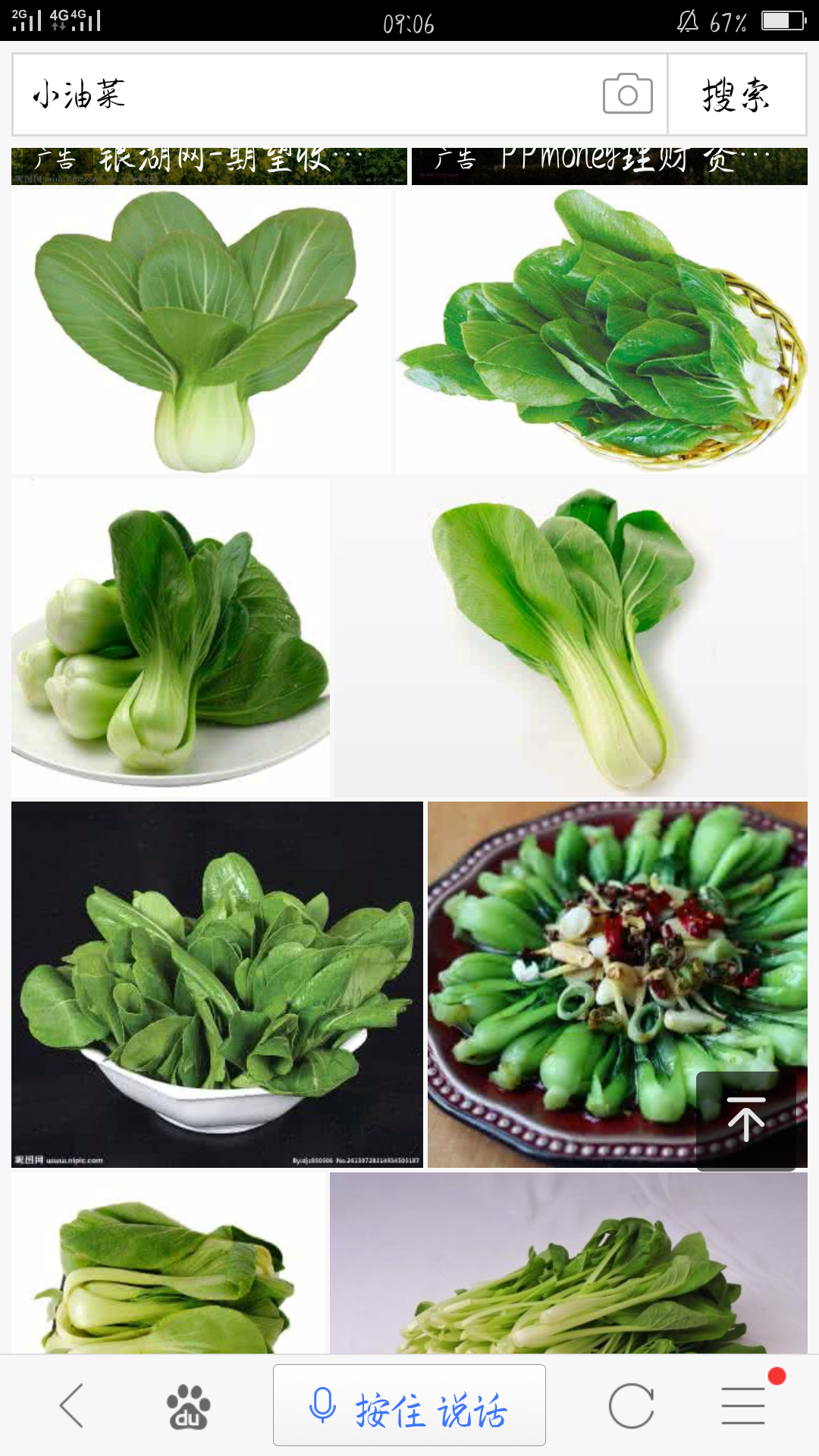 为什么北方人把上海青叫油菜上海青和油是怎么被联系到一起的