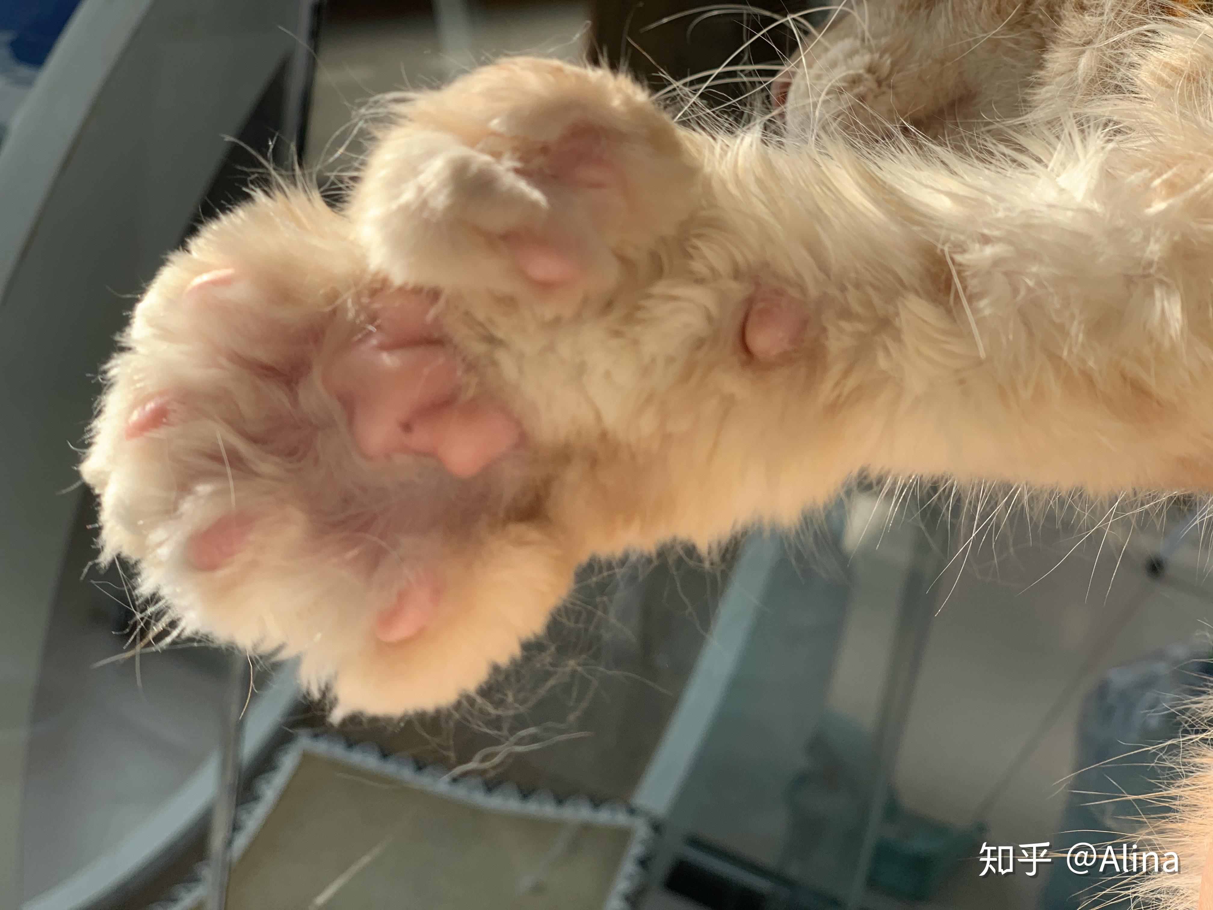 我家的缅因猫有大脚多趾的吗