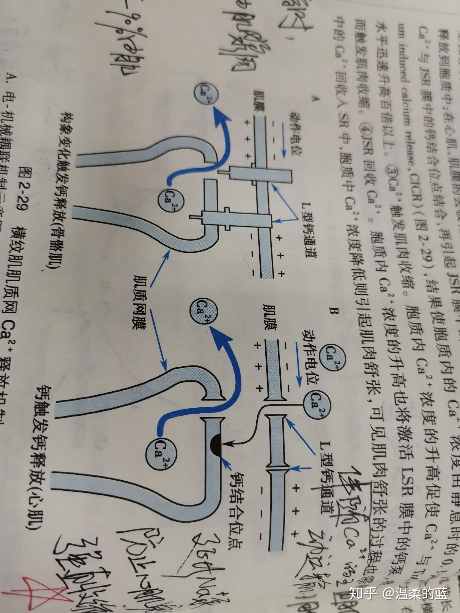在横纹肌细胞中肌膜和t膜上的l型钙通道是转运钙入胞吗? - 知乎