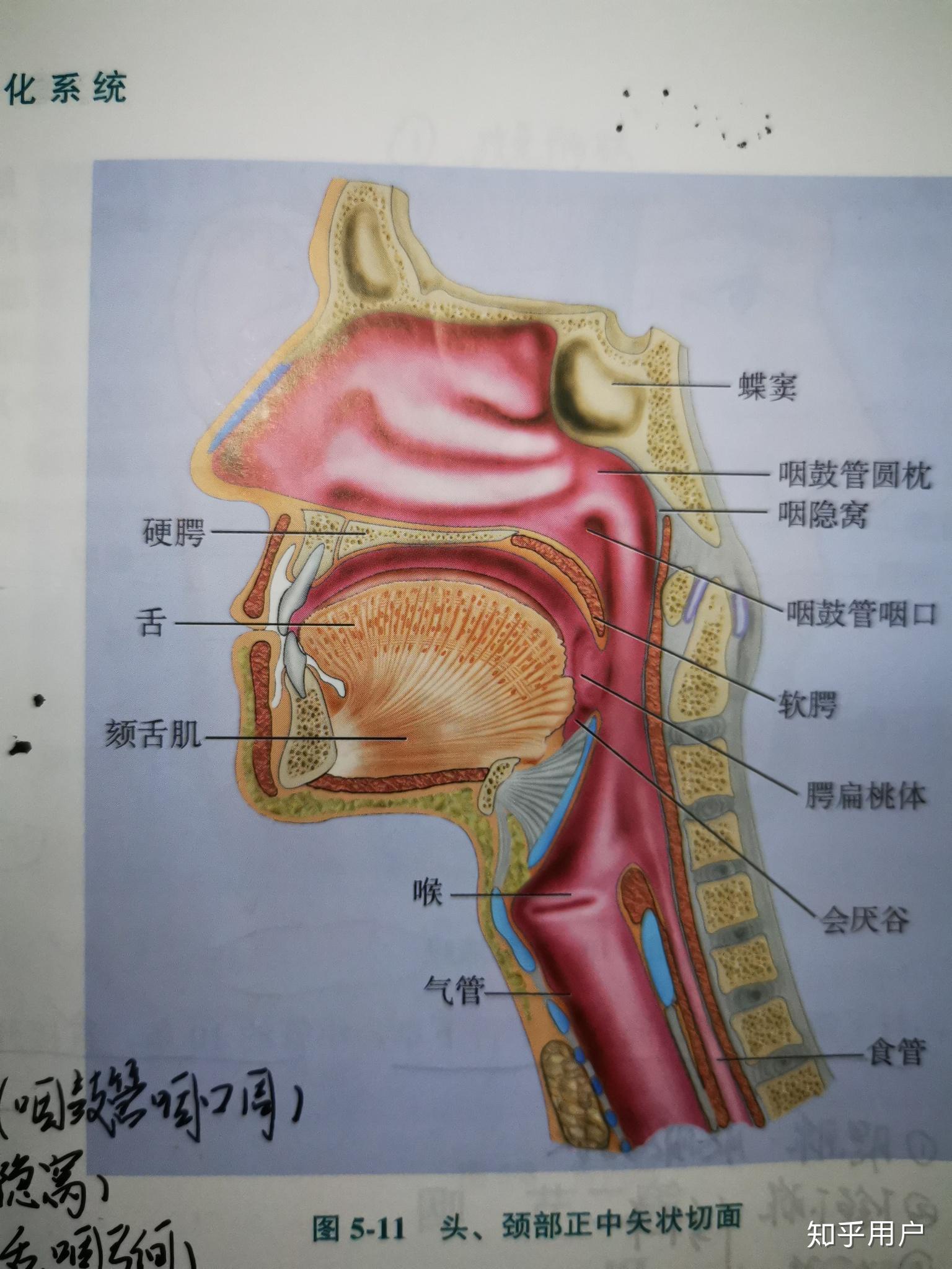 口腔鼻腔连接的部位图图片