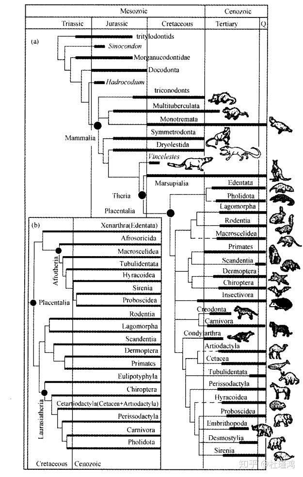 「哺乳动物」的演化历程是怎样的,又是如何适应环境的呢?