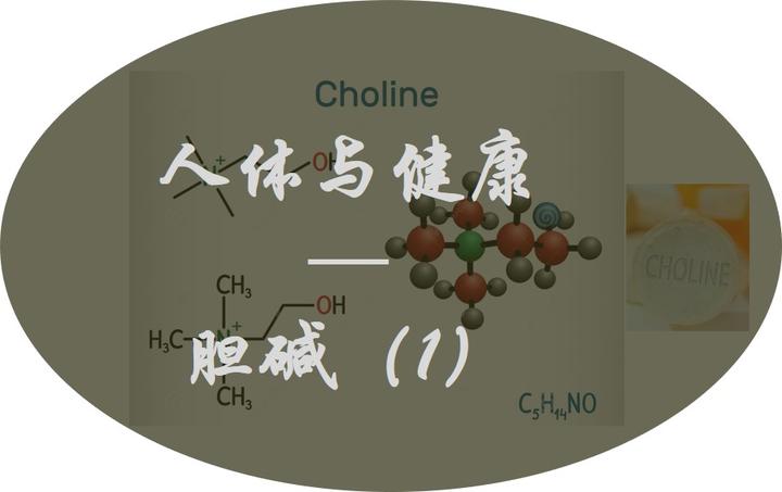 人体与健康 - 胆碱(1)简介篇 - 知乎