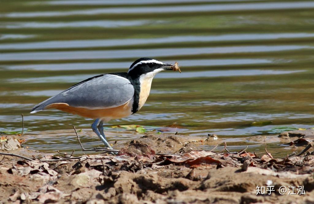 牙签鸟是真实存在的吗? - 知乎