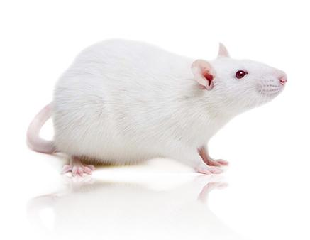 自发性高血压大鼠SHR Rats ·超全面详细资料- 知乎