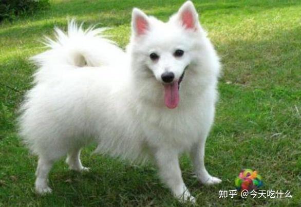 外表像狐狸”的几种狗，很多人都不了解！ - 知乎