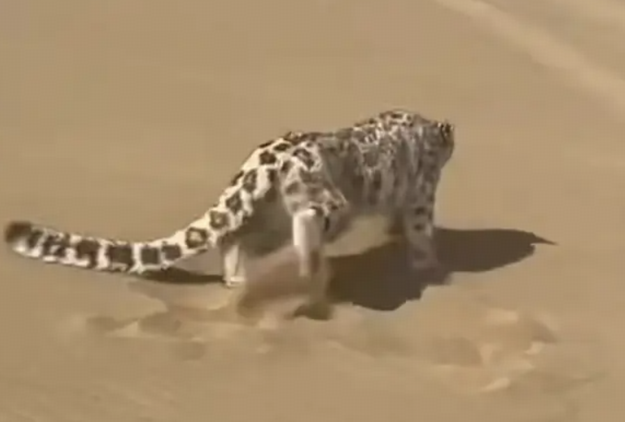 新疆库木塔格沙漠惊现雪豹，雪豹不是住高山的吗，为什么会出现在沙漠？它靠什么活？