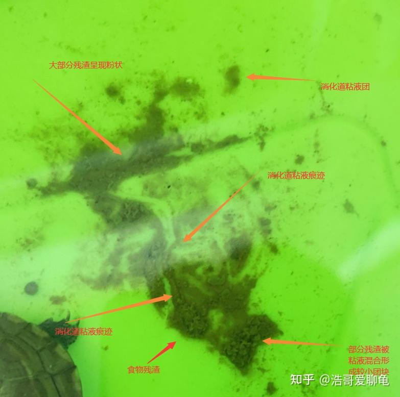 之前喂得杂牌龟粮,现在换成神阳了,然后乌龟粪便成粉状,是龟粮的原因