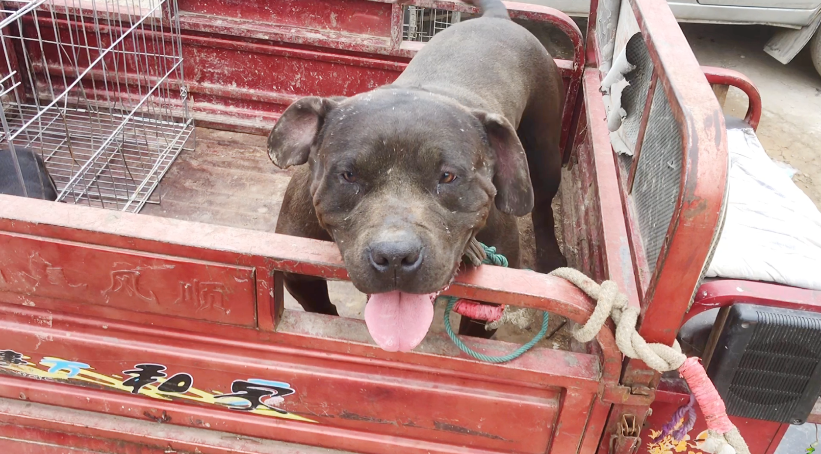 实拍河南安阳狗市偶遇1条满脸伤疤的比特犬气质碾压一切猛犬