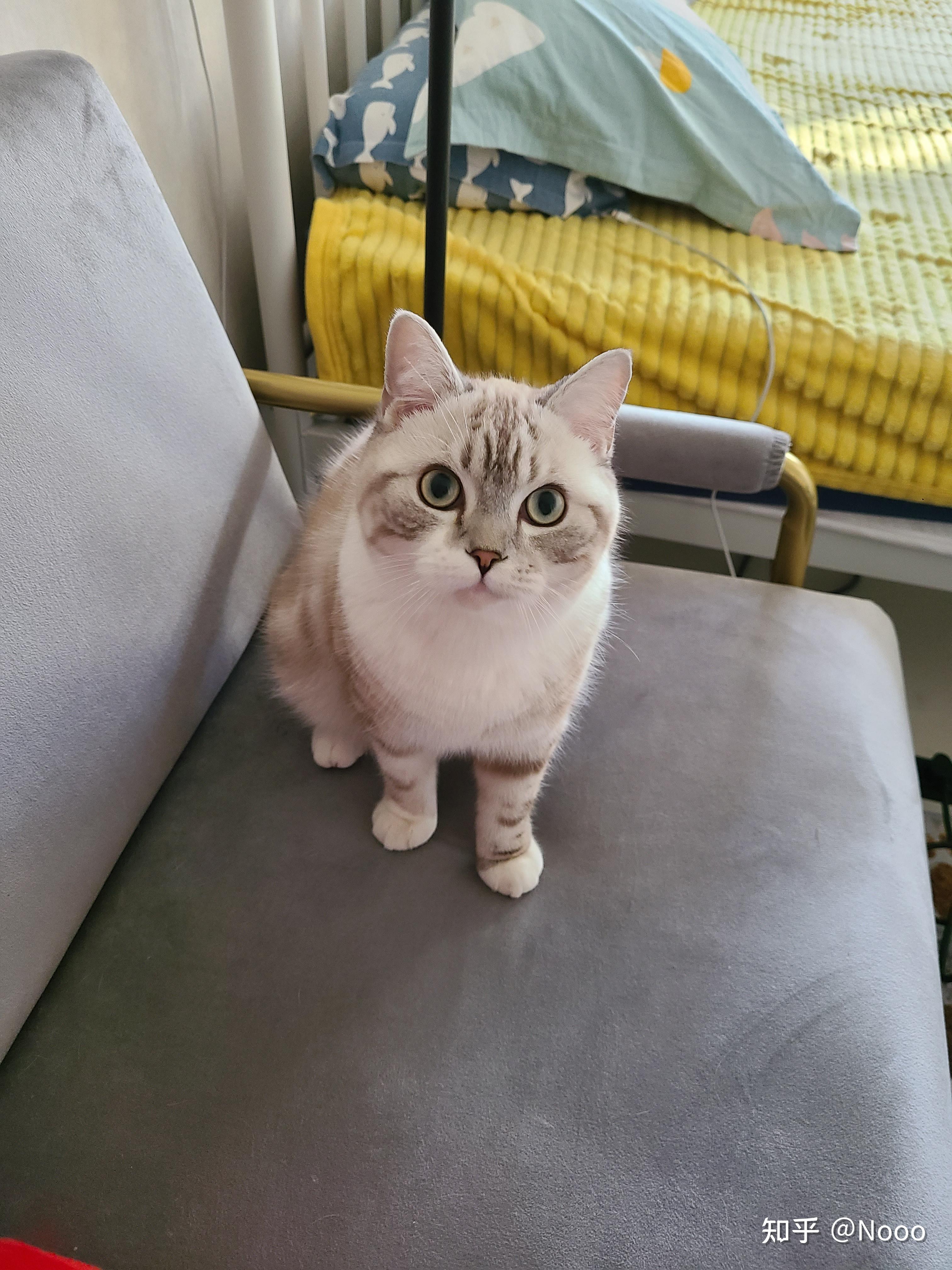 关于凯米尔色猫的基因和眼色? - 知乎