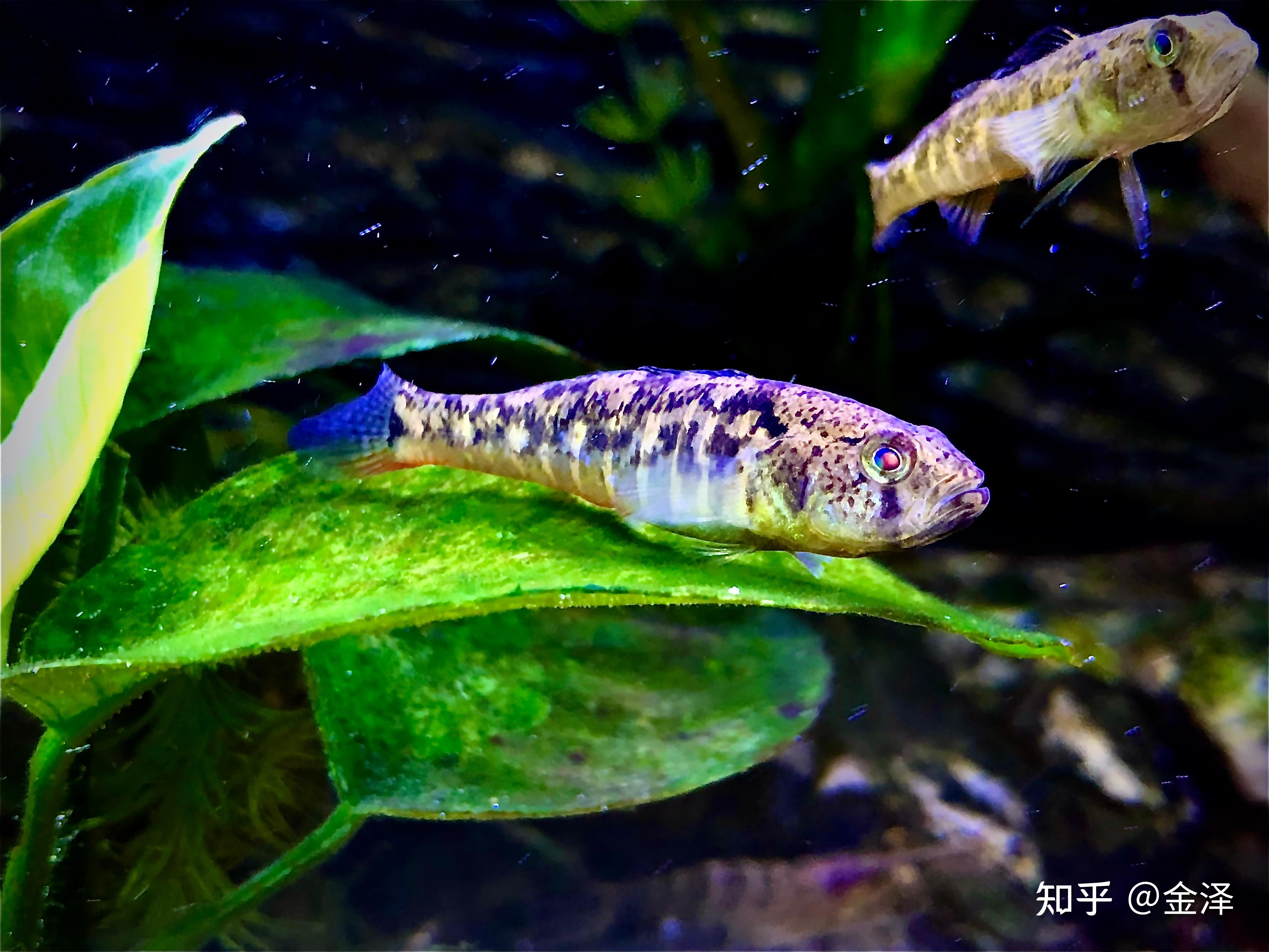 nemo鱼，Nemo鱼怎么读