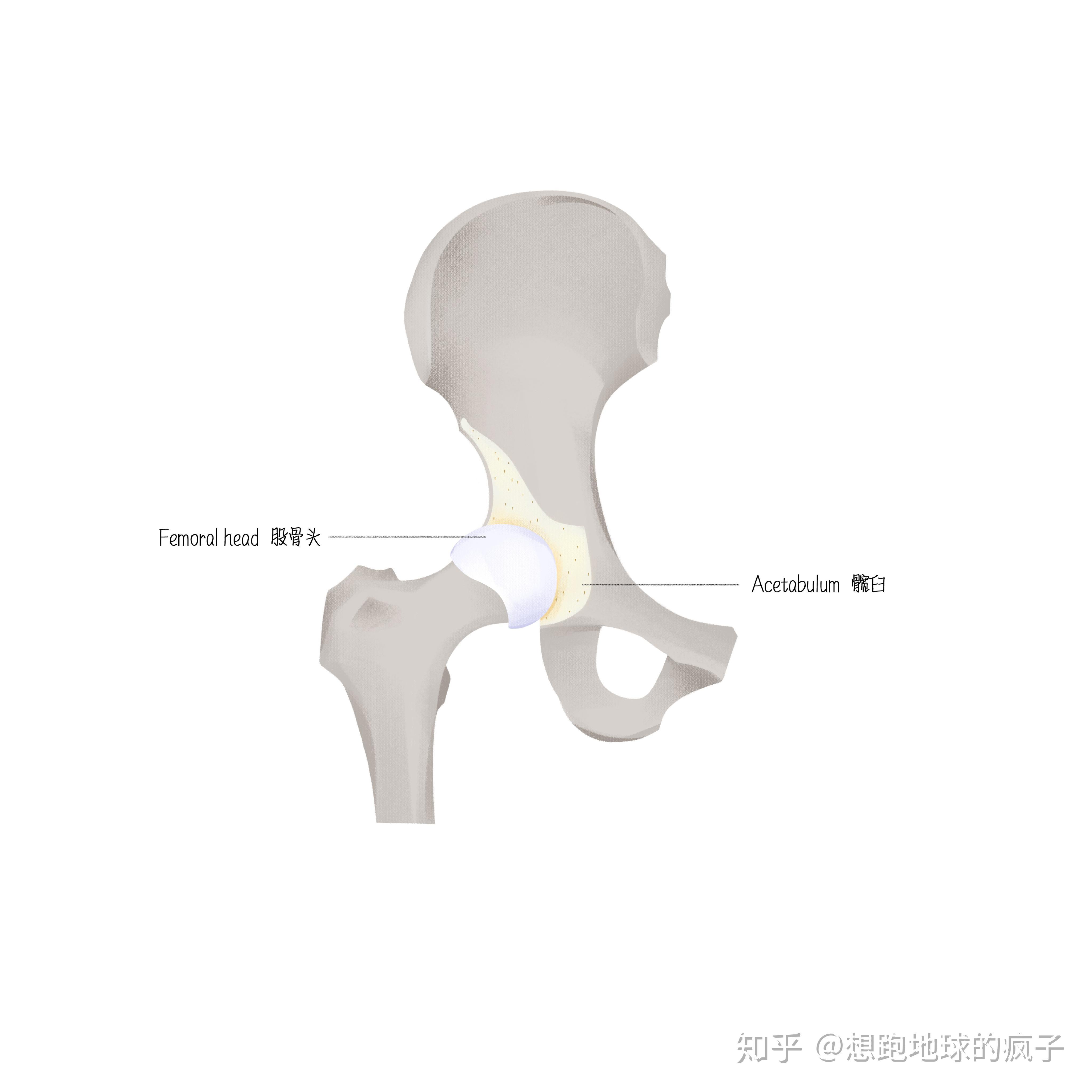 x线骨盆蛙式位图片