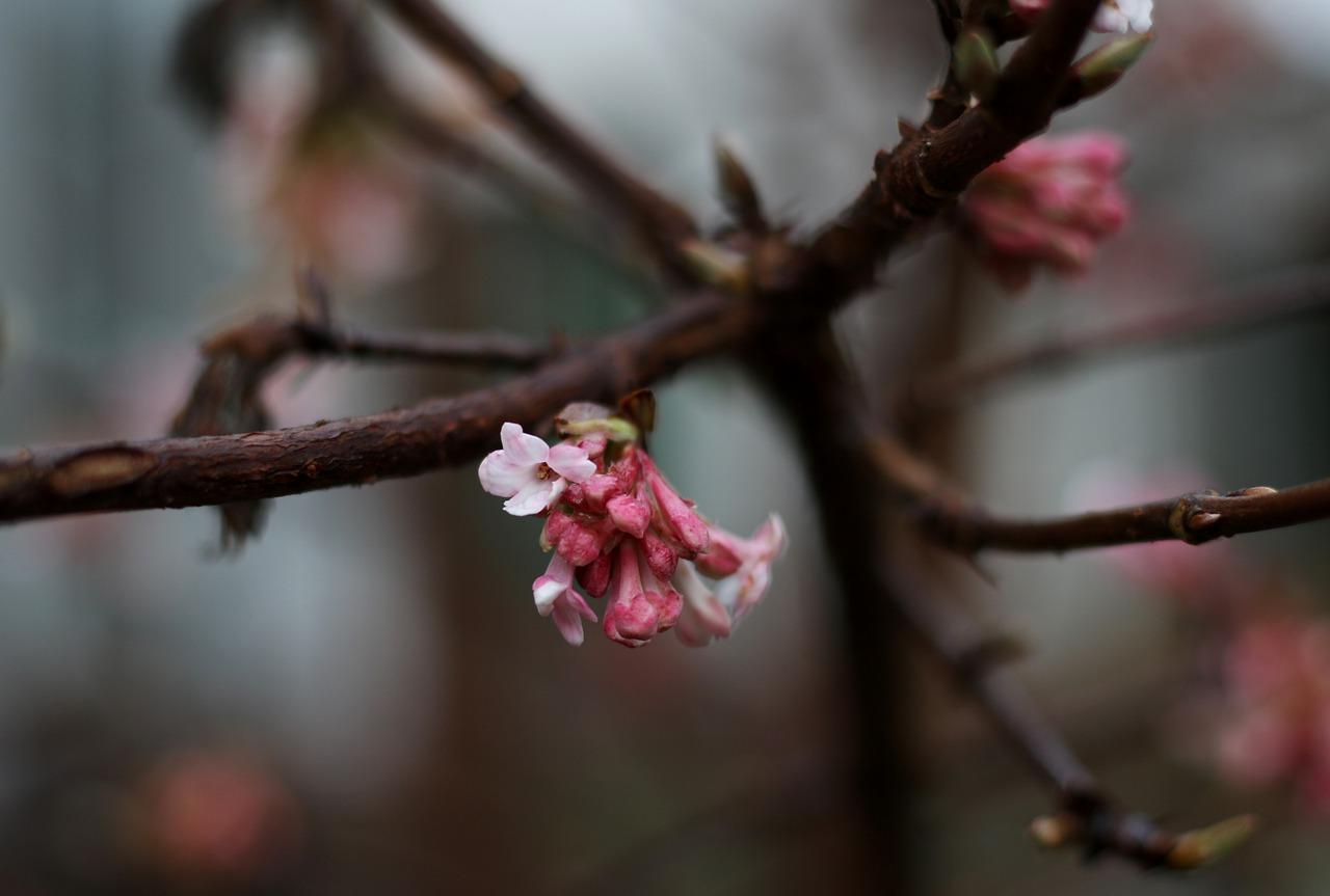 梅花的文化内涵