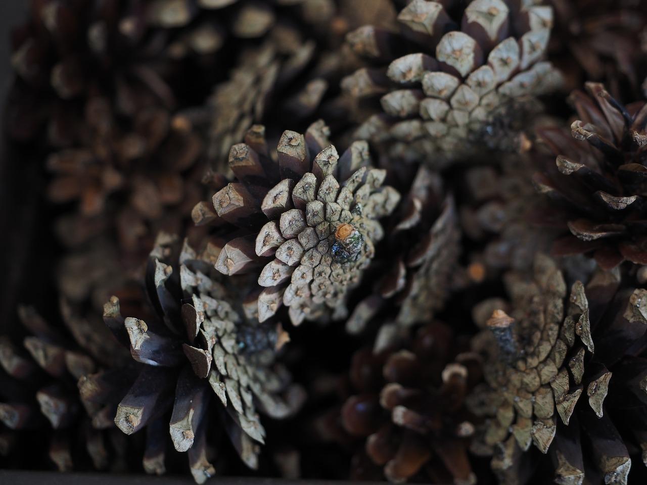 3. 海棠果营养价值