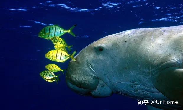由于栖息地退化和狩猎，儒艮在中国功能性灭绝 - 知乎