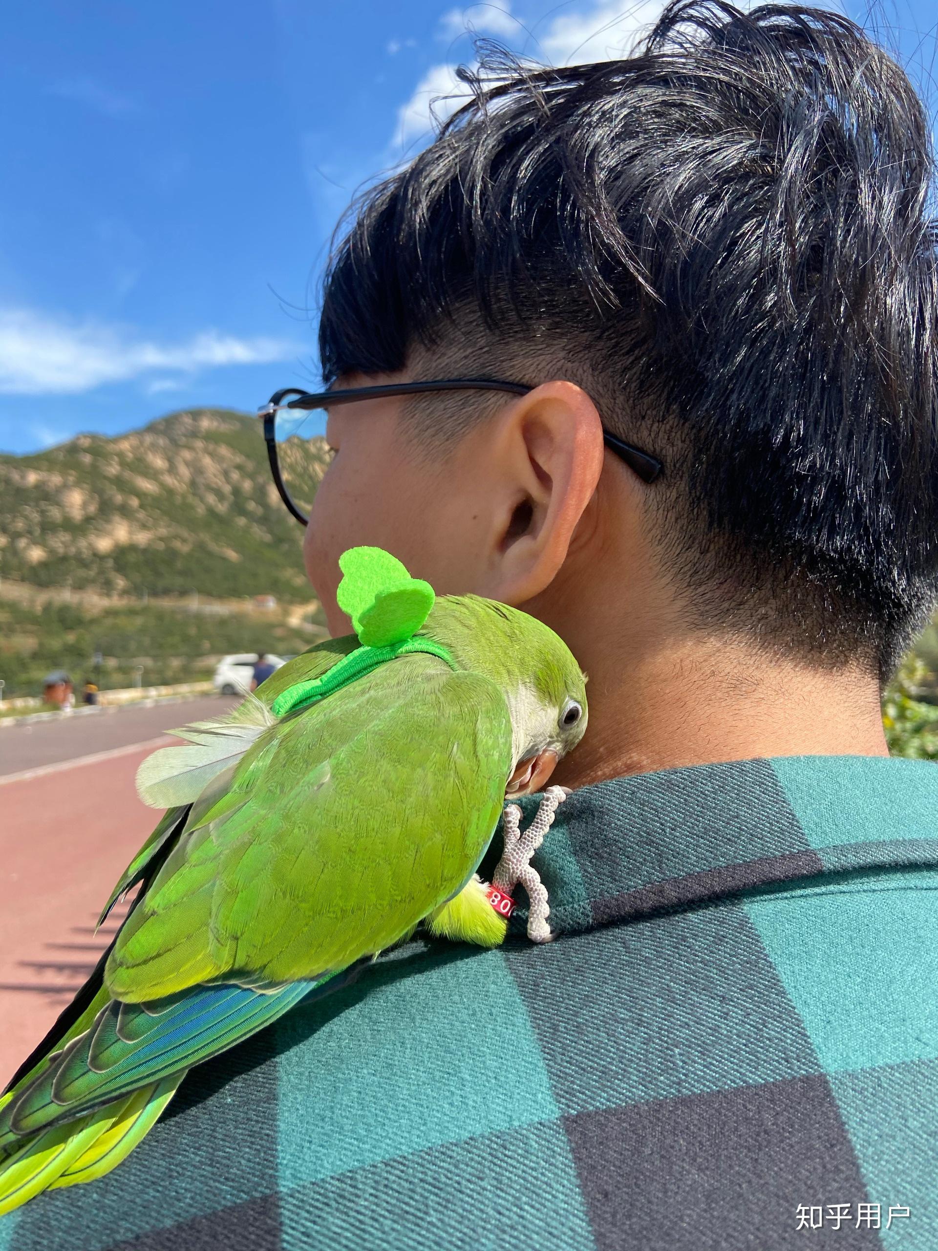 养一只绿和尚鹦鹉是一种什么样的体验