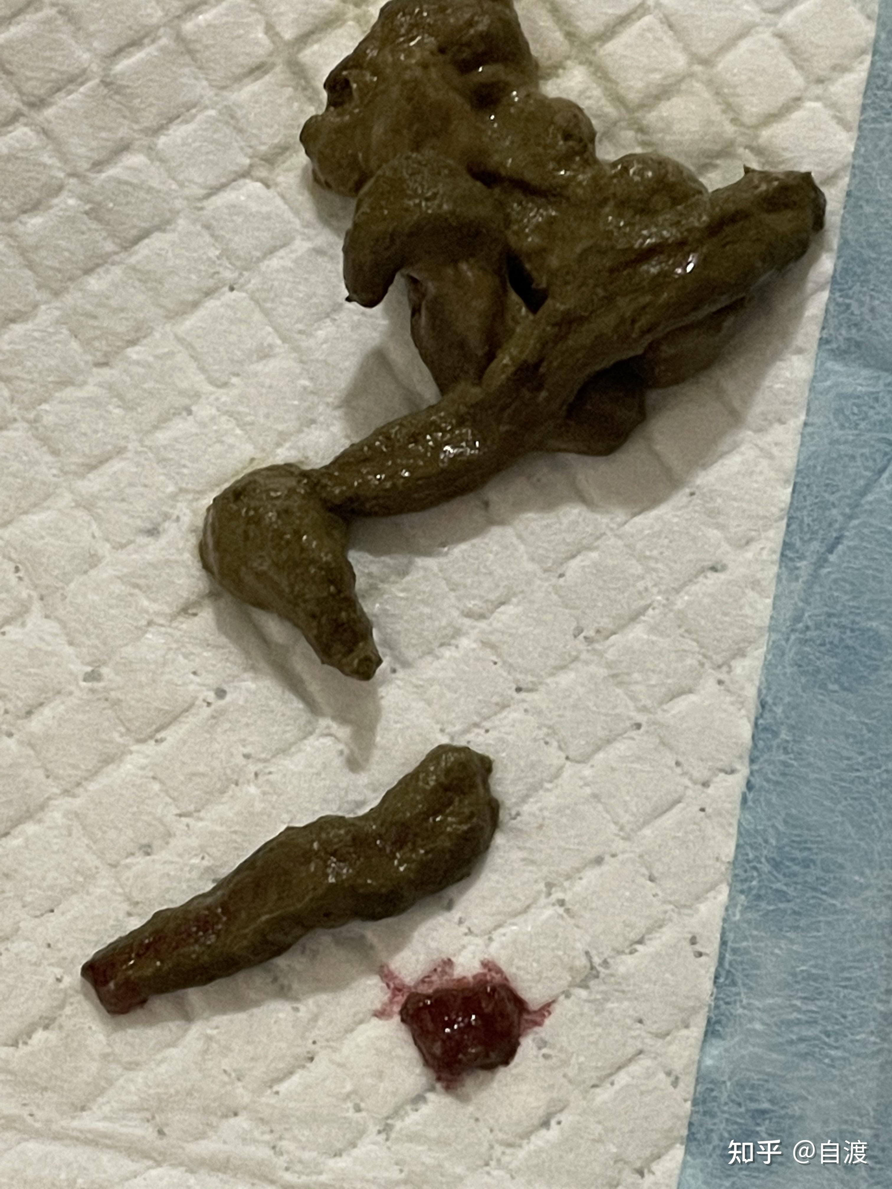 狗狗如何确诊是胰腺炎得了胰腺炎一般怎么治疗治愈率多少