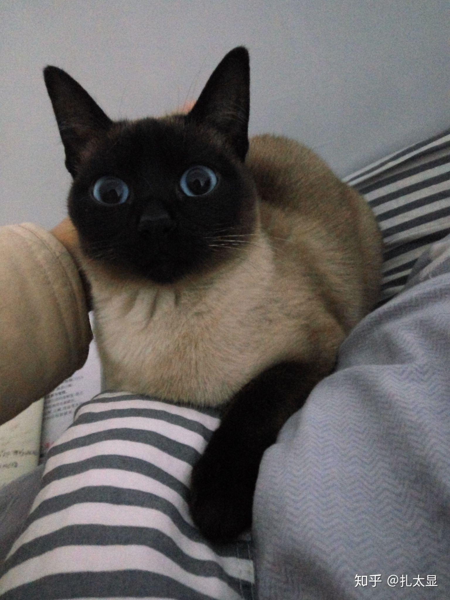 暹罗猫可以黑(糊)成什么样?