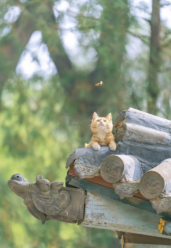 有哪些让你一眼万年的绿色系壁纸?(绿色壁纸大全图片清新自然)