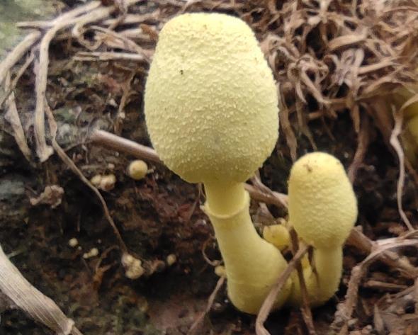 菇趣——纯黄白鬼伞 - 知乎