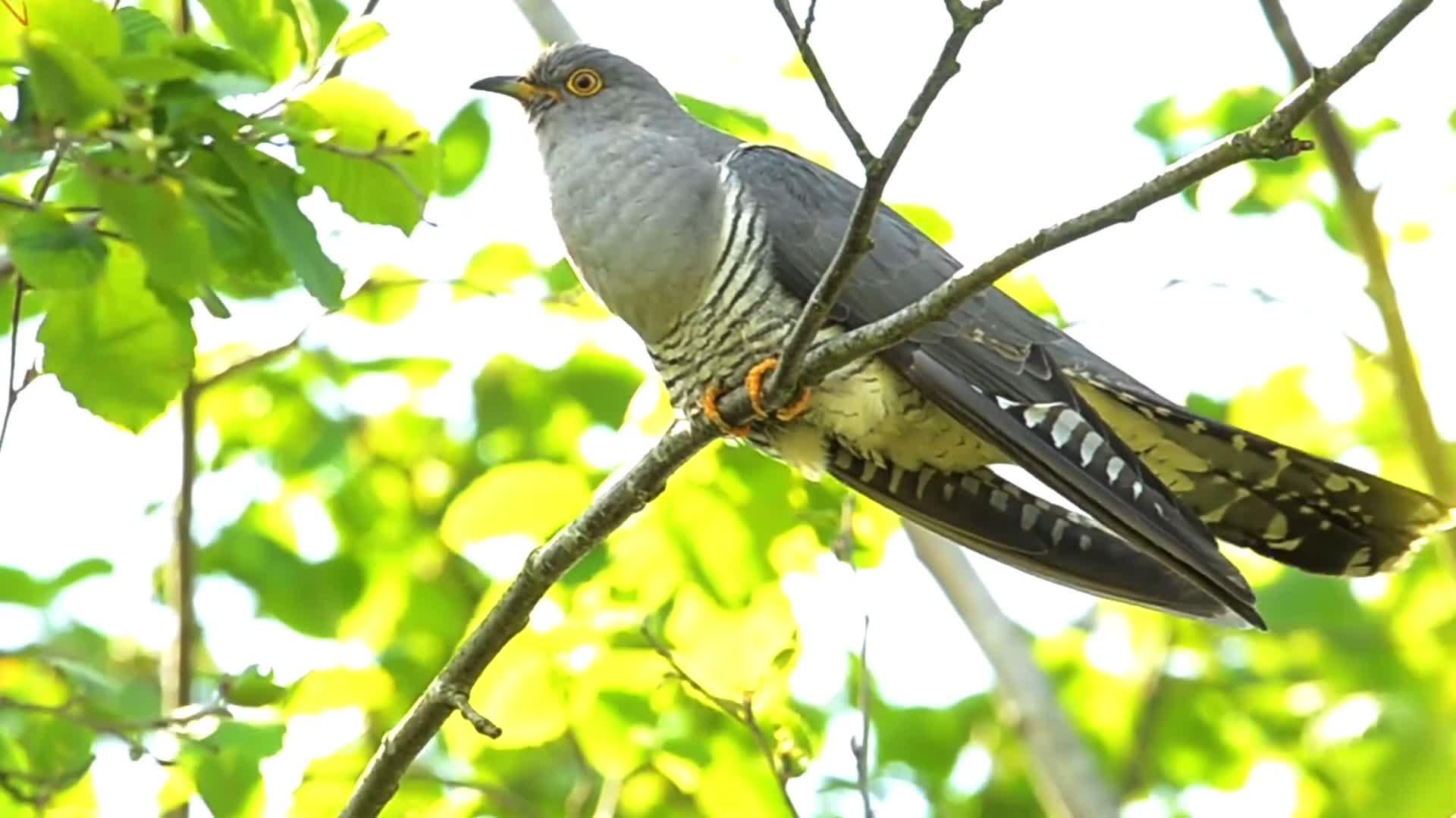 清明时节布谷鸟来到山村高声鸣叫布谷布谷提醒人们播种