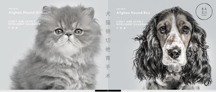 犬猫侧切绝育手术 知乎