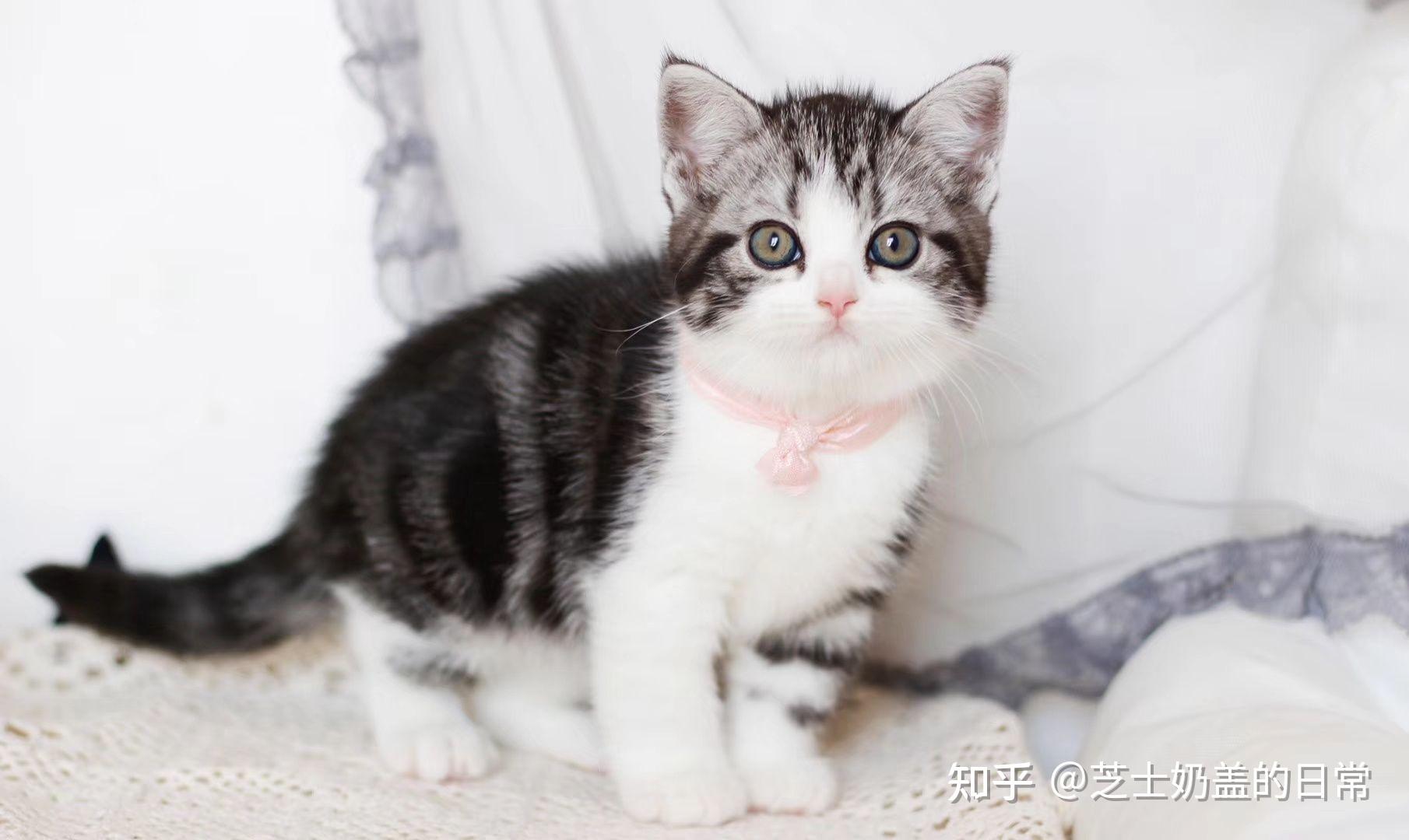 美短（美国短毛猫）和英短（英国短毛猫）有什么区别？ - 知乎