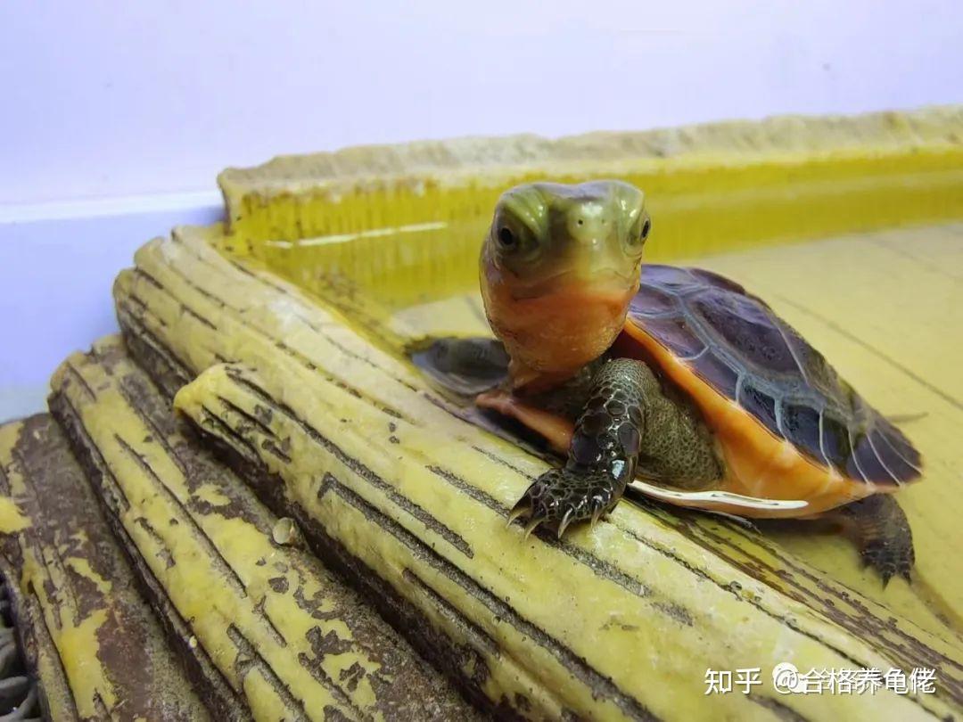 请问各位养龟大佬，什么半水龟最耐寒，北方适合养什么半水龟？ - 知乎