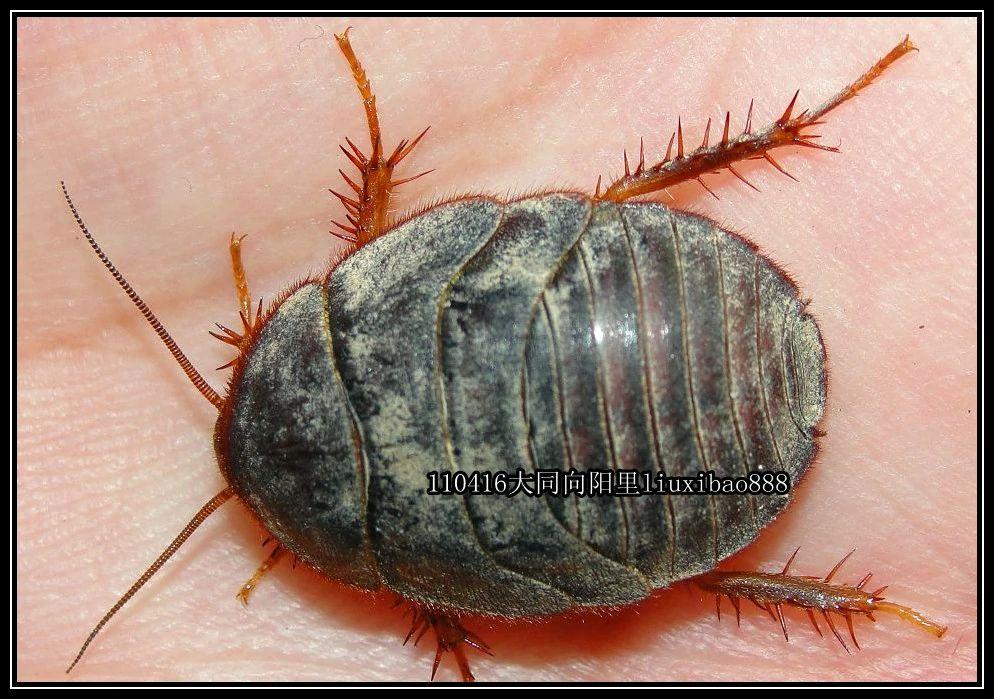 刚有一个三到四厘米大的黑色椭圆形虫子在墙面上迅